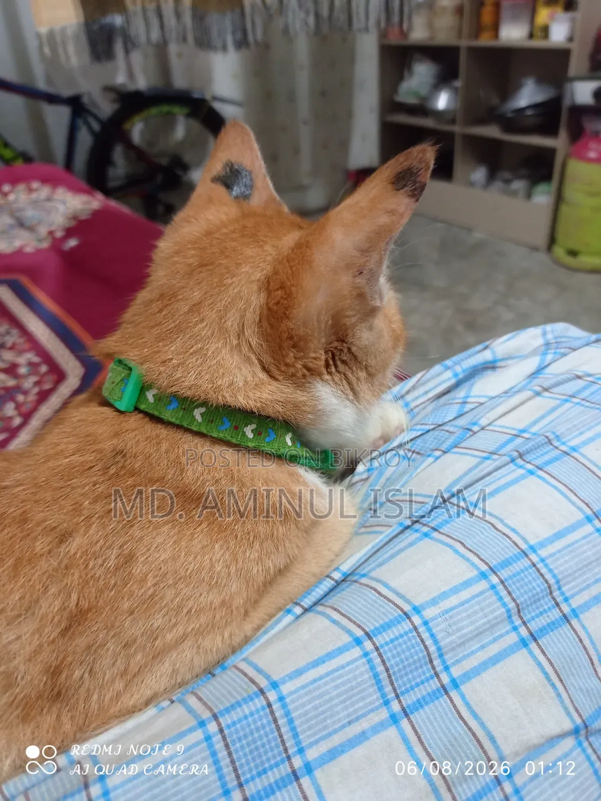 ১+ বছরের মহিলা পিউরব্রেড বেঙ্গল