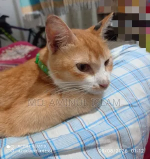 ১+ বছরের মহিলা পিউরব্রেড বেঙ্গল