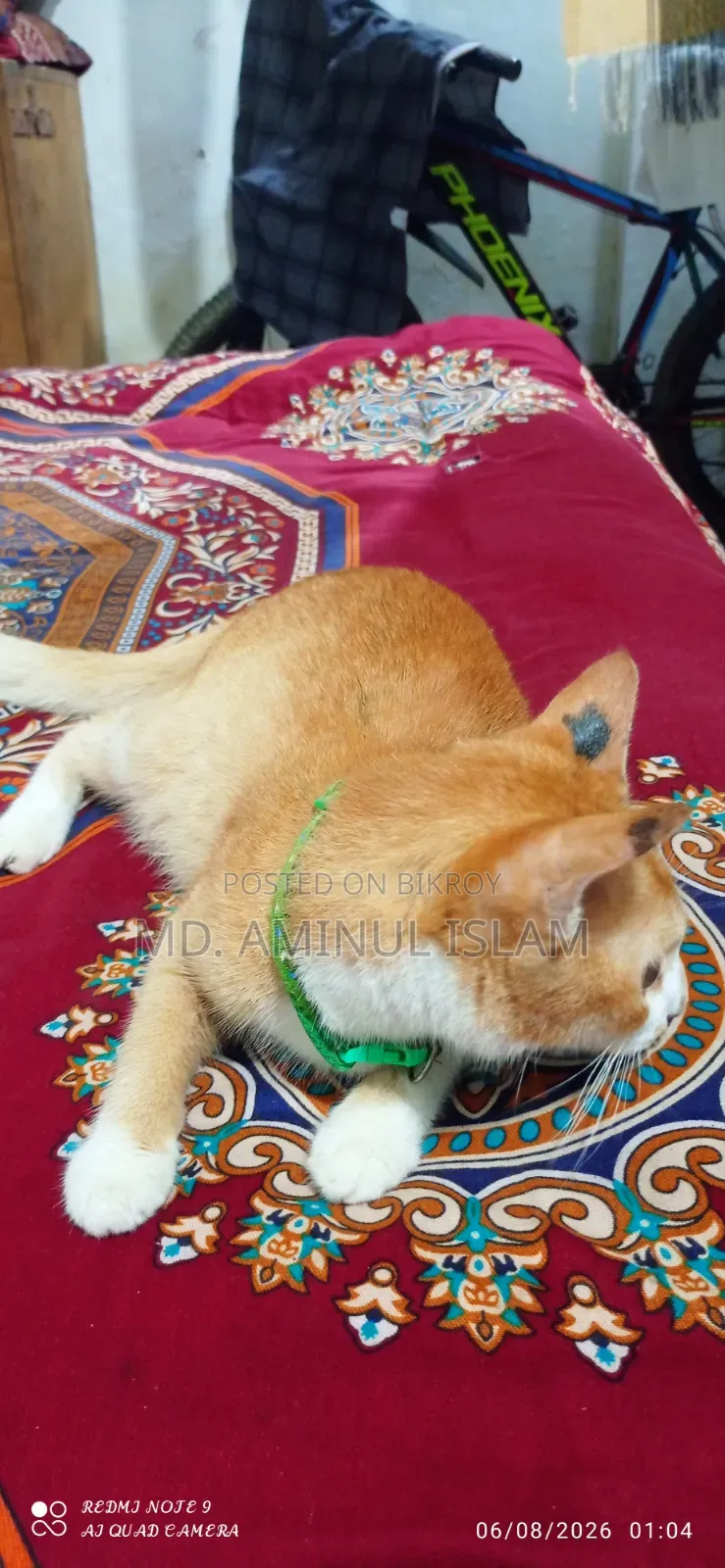 ১+ বছরের মহিলা পিউরব্রেড বেঙ্গল