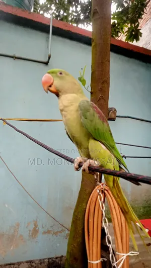 Tamed and Talking Chandana Parrot