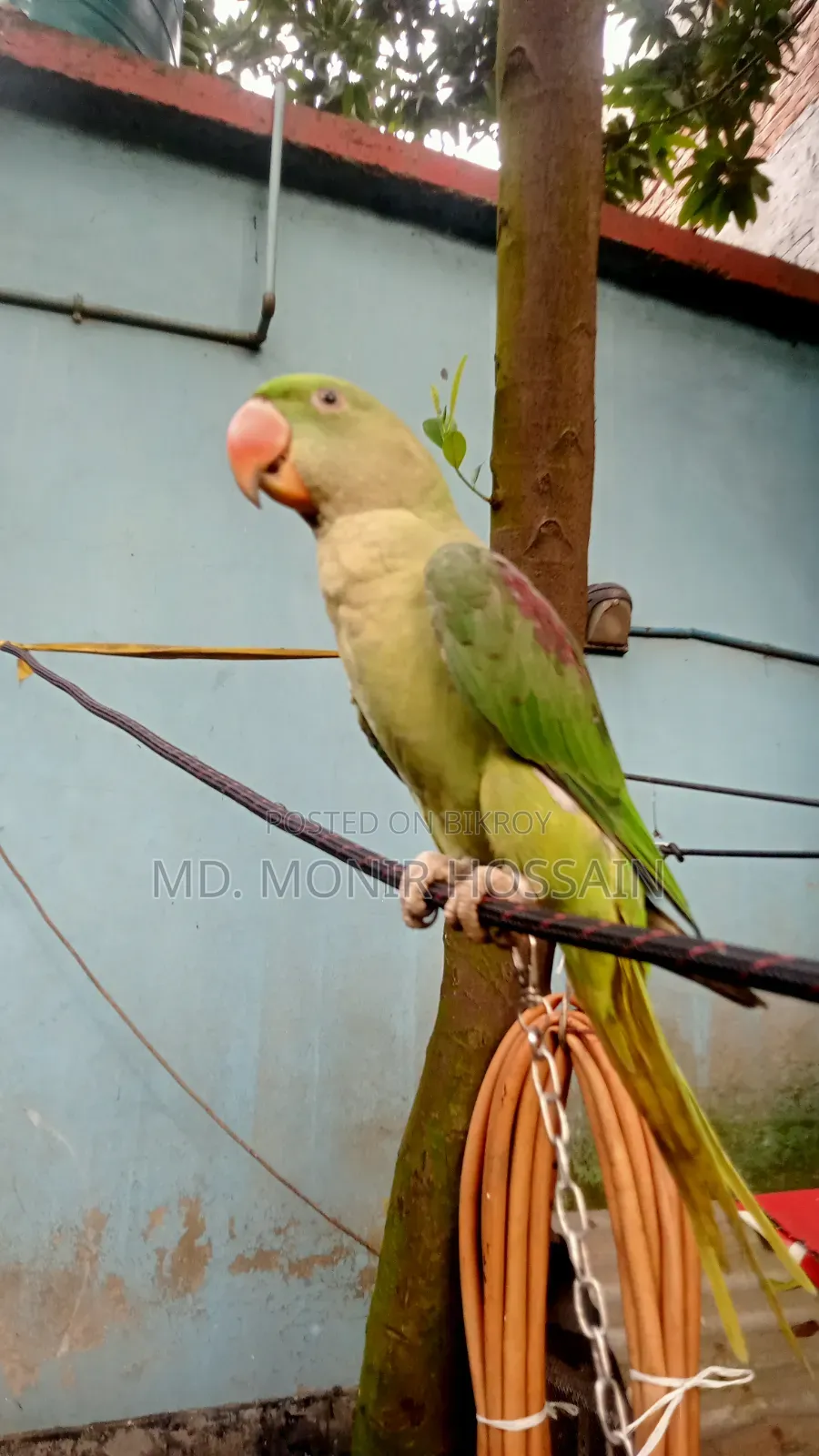 Tamed and Talking Chandana Parrot