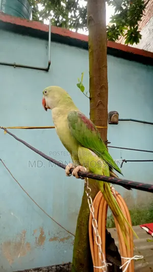 Tamed and Talking Chandana Parrot