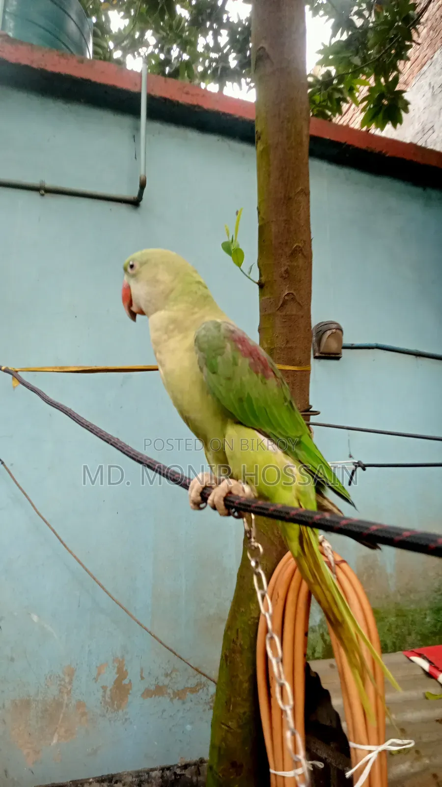 Tamed and Talking Chandana Parrot