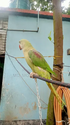 Tamed and Talking Chandana Parrot