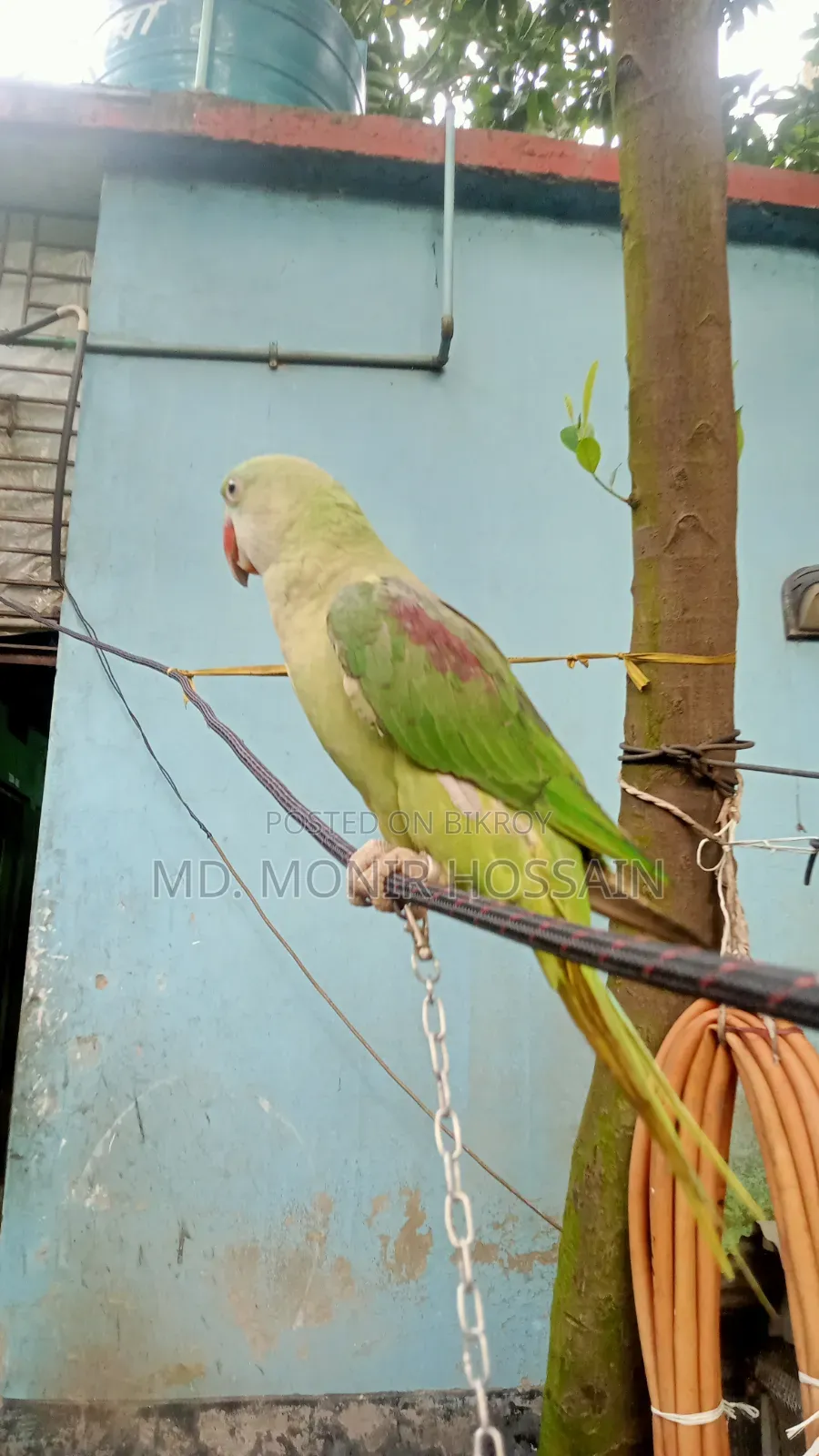 Tamed and Talking Chandana Parrot