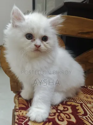 ১-৩ মাস বয়সী ফিমেল পিওরব্রেড পার্সিয়ান
