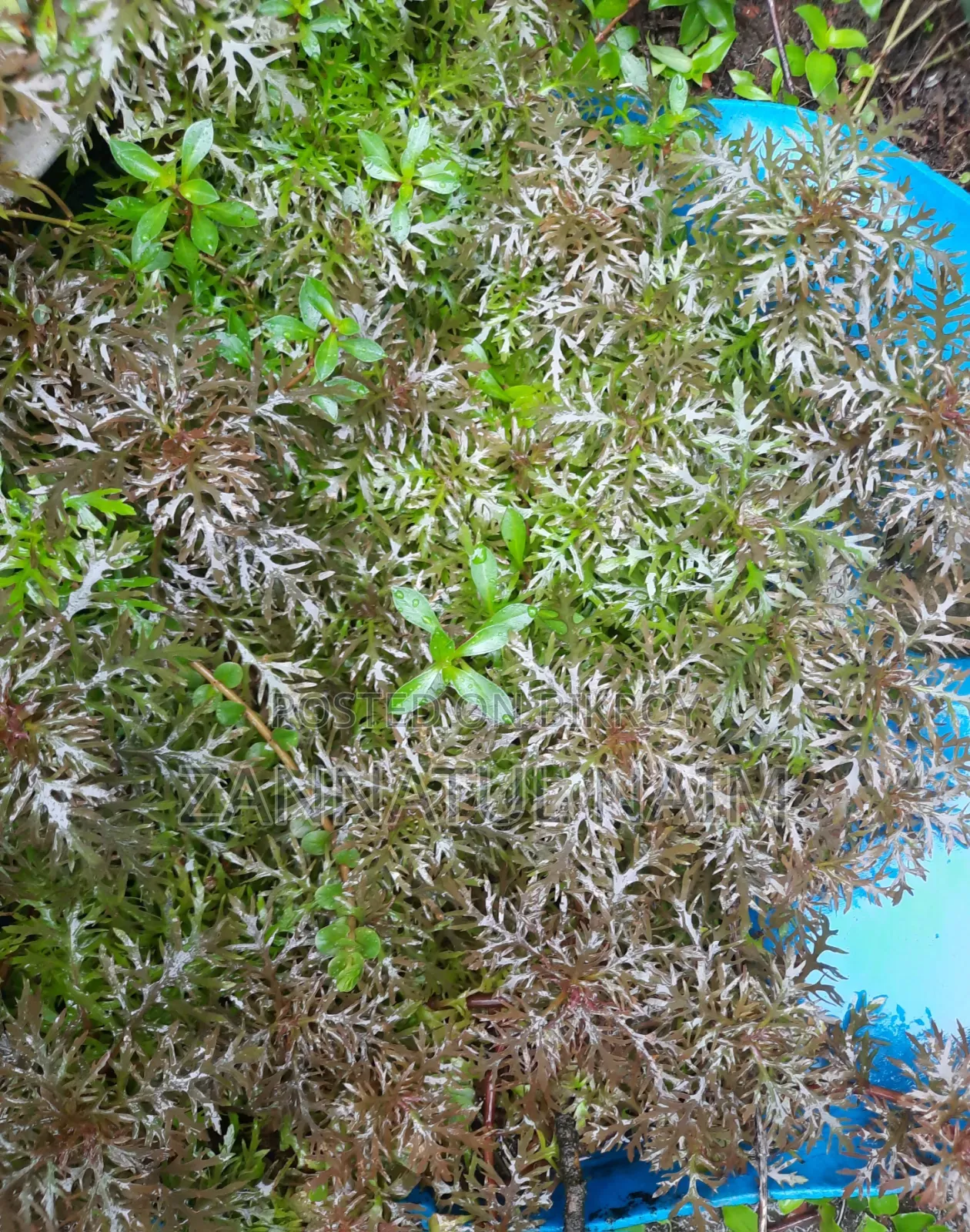 ড্যাফর্মিস অ্যাকোয়ারিয়াম প্ল্যান্ট