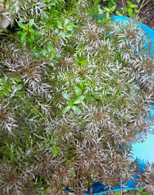ড্যাফর্মিস অ্যাকোয়ারিয়াম প্ল্যান্ট