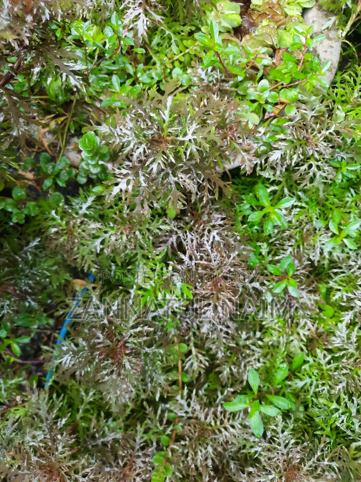 ড্যাফর্মিস অ্যাকোয়ারিয়াম প্ল্যান্ট