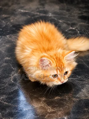 1-3 months Male Purebred Persian