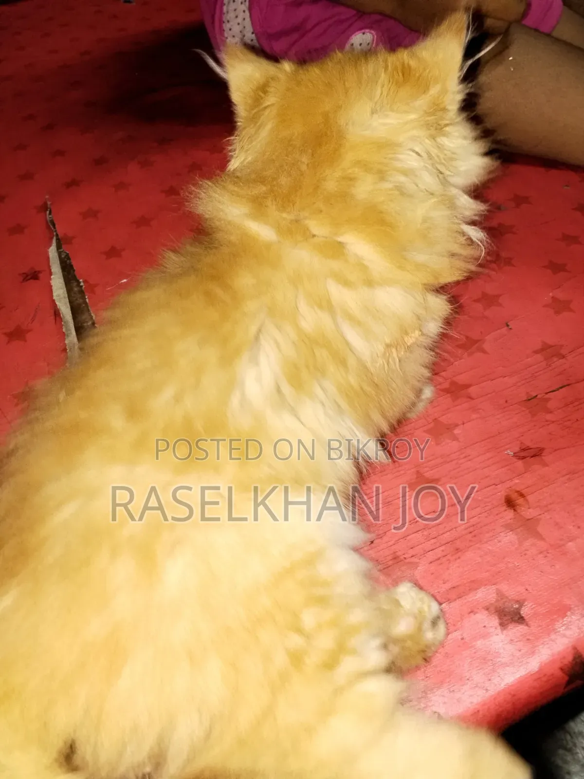 1-3 months Male Purebred Persian