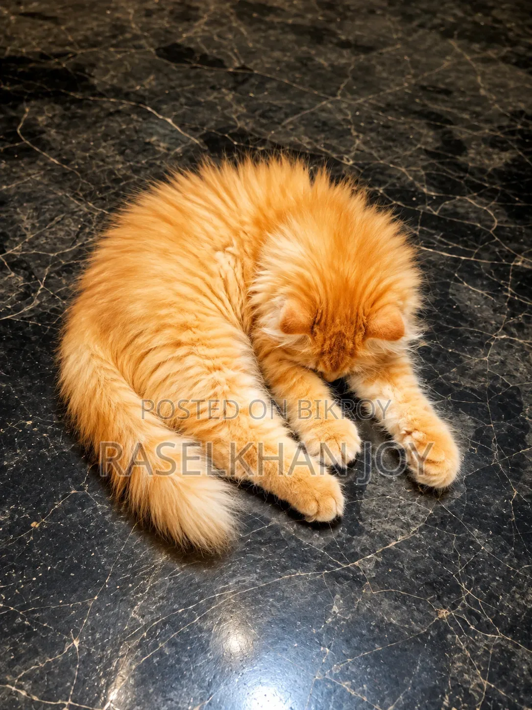 1-3 months Male Purebred Persian