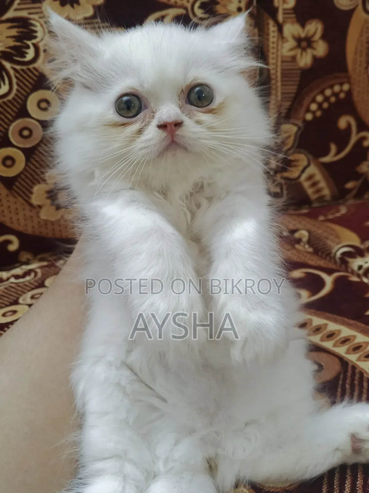 ১-৩ মাসের ফিমেল পিওরব্রেড পার্সিয়ান