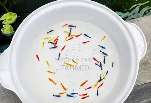Aquriam Shrimp Full Kit