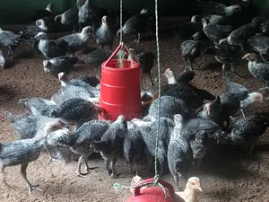 Alhamdulillah Fayoumi chickens are on sale