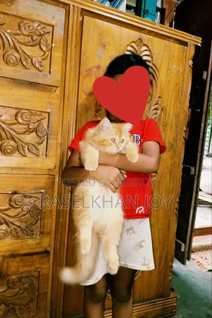 1-3 months Male Purebred Persian