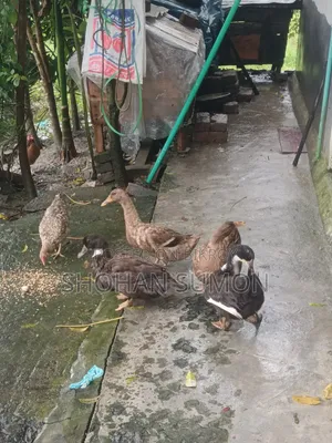 Deshi Duck (Deshi Peci Duck)