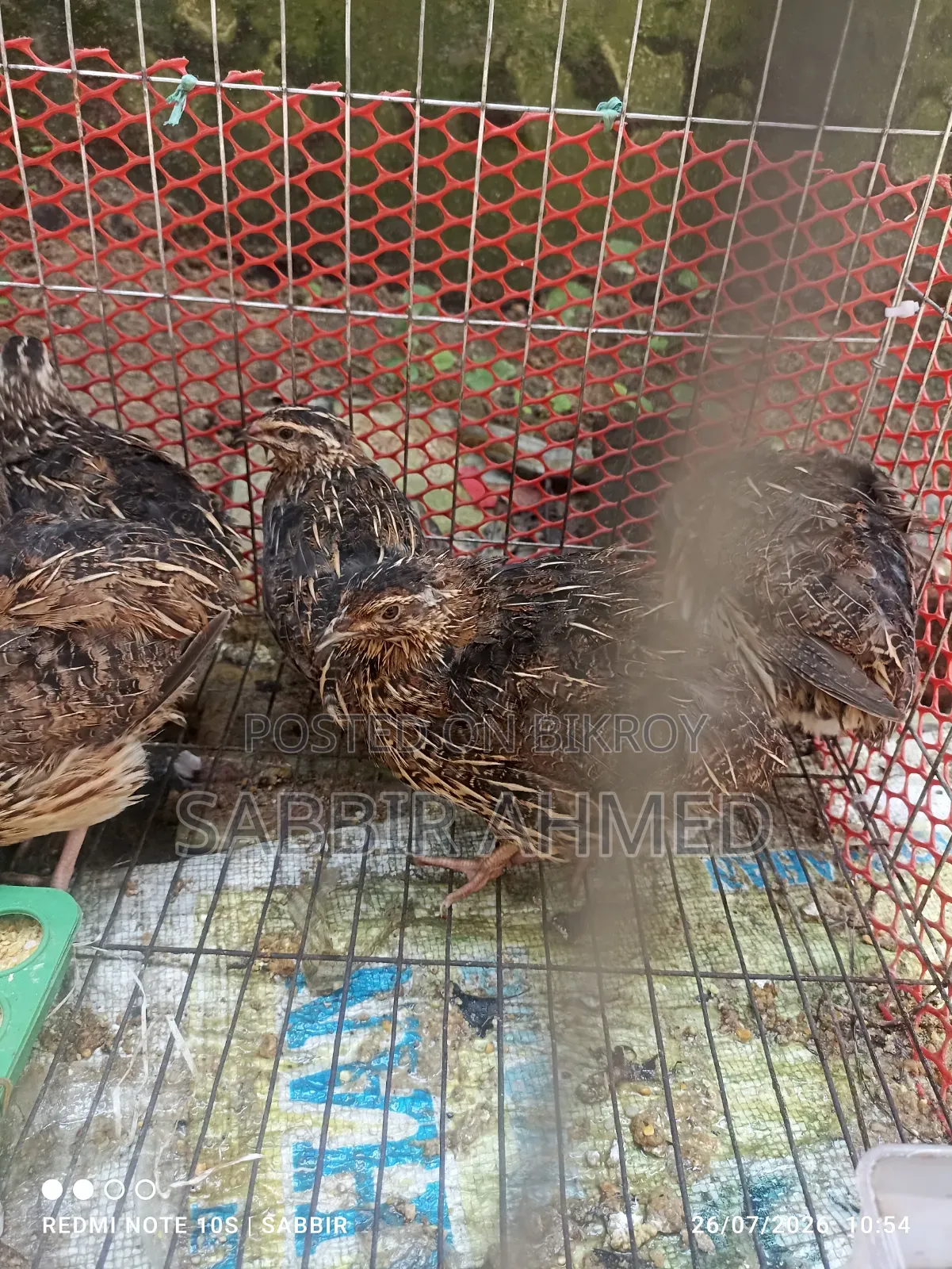 জাপানি মাদি কোয়েল