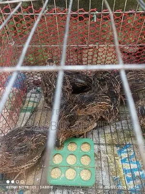 জাপানি মাদি কোয়েল