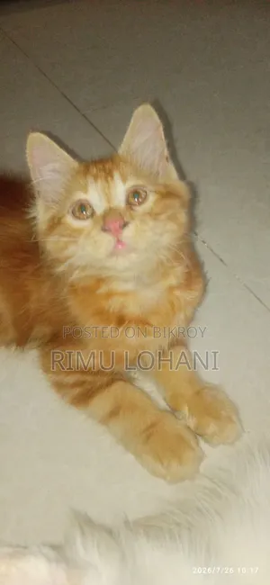 1-3 months Male Purebred Persian