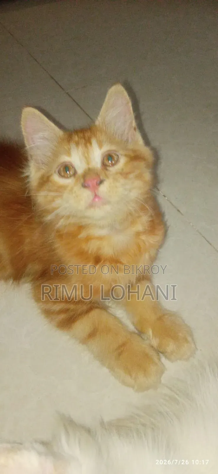 1-3 months Male Purebred Persian