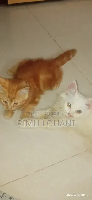 1-3 months Male Purebred Persian