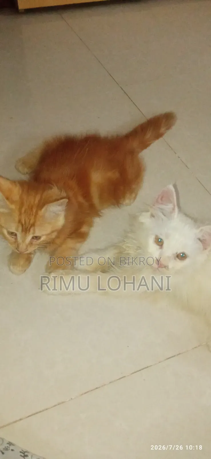 1-3 months Male Purebred Persian