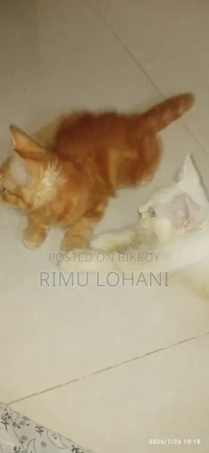 1-3 months Male Purebred Persian