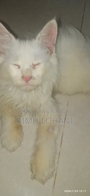 1-3 months Male Purebred Persian