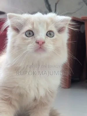 1-3 months Male Purebred Scottish Fold