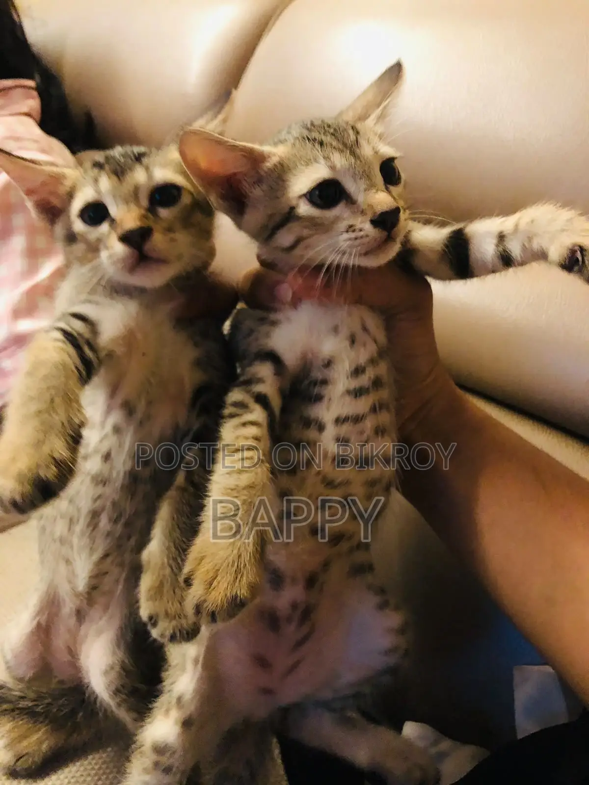 ১-৩ মাসের মেল মিক্সড ব্রিড বিড়াল