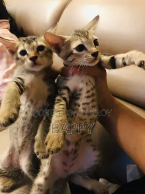 ১-৩ মাসের মেল মিক্সড ব্রিড বিড়াল