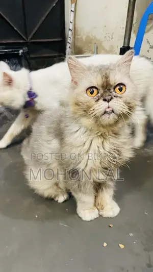 6-12 months Male Purebred Persian