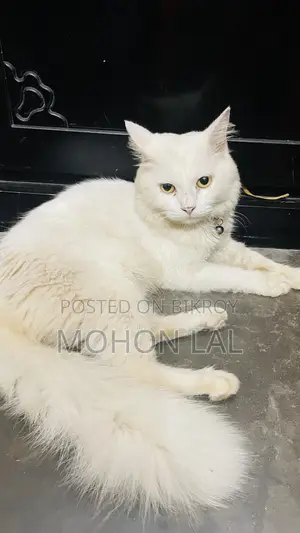 6-12 months Male Purebred Persian