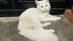 6-12 months Male Purebred Persian