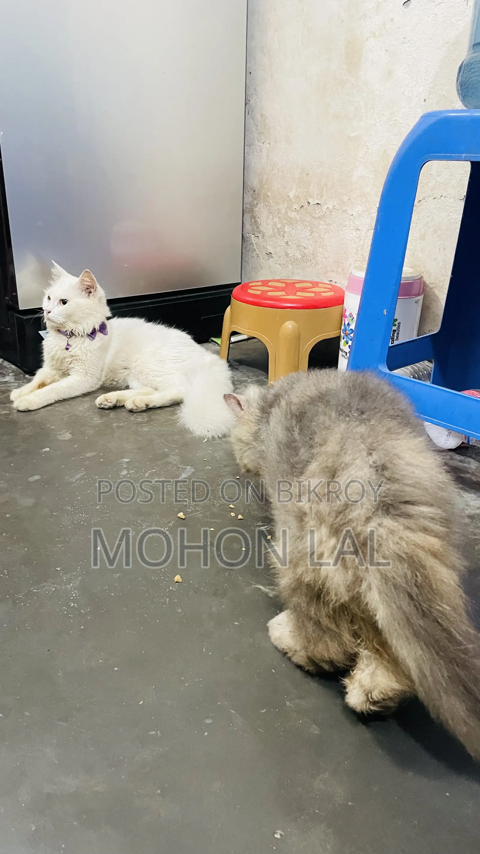 6-12 months Male Purebred Persian