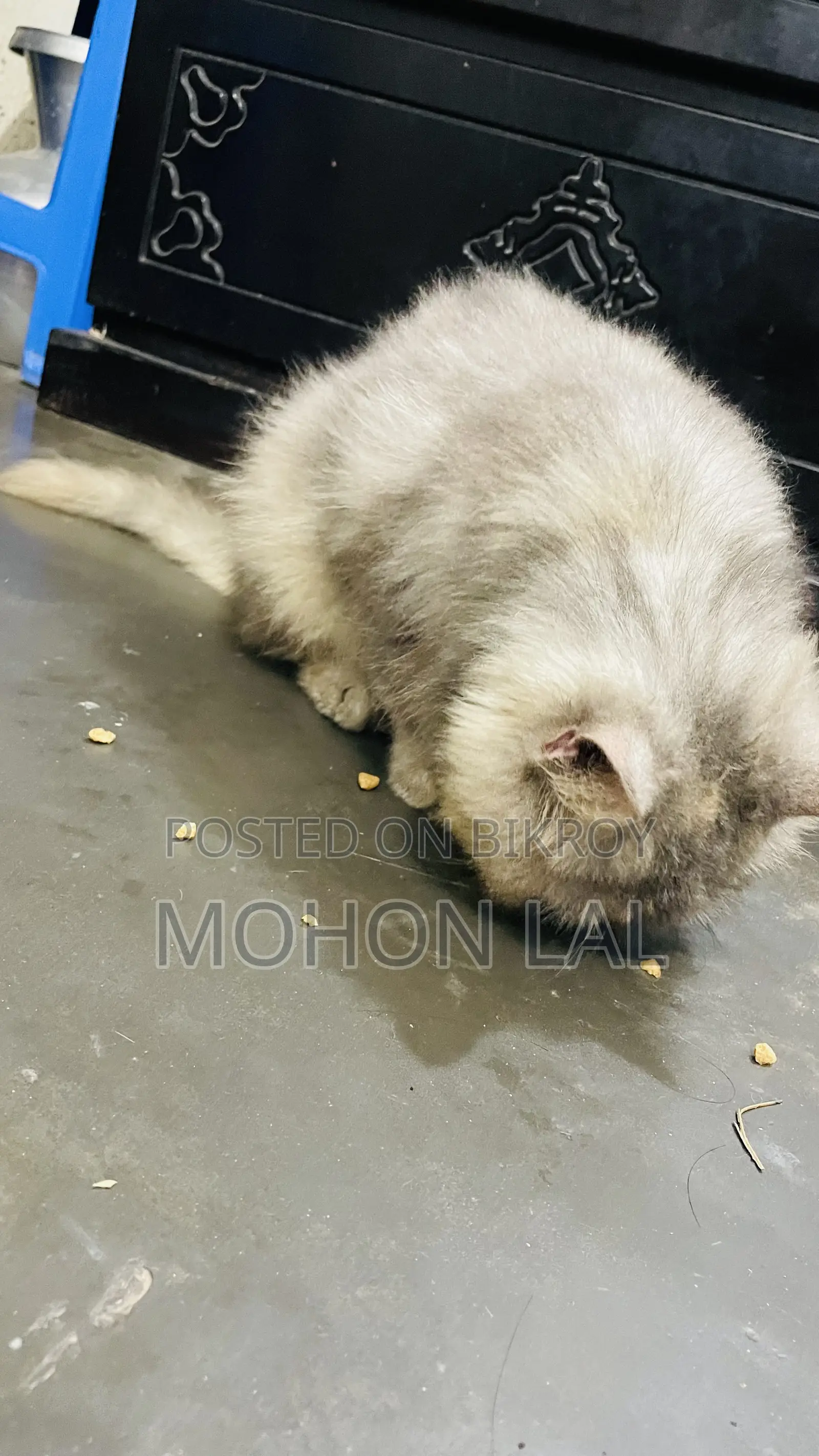 6-12 months Male Purebred Persian