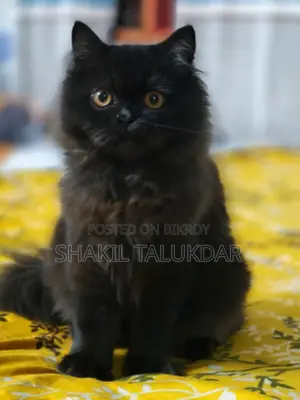 6-12 months Female Purebred Persian