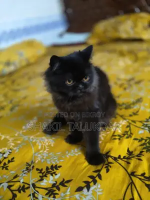 ৬-১২ মাসের খাঁটি জাতের নারী পার্সিয়ান বিড়াল