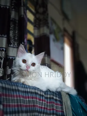 3-6 months Female Mixed Breed Persian