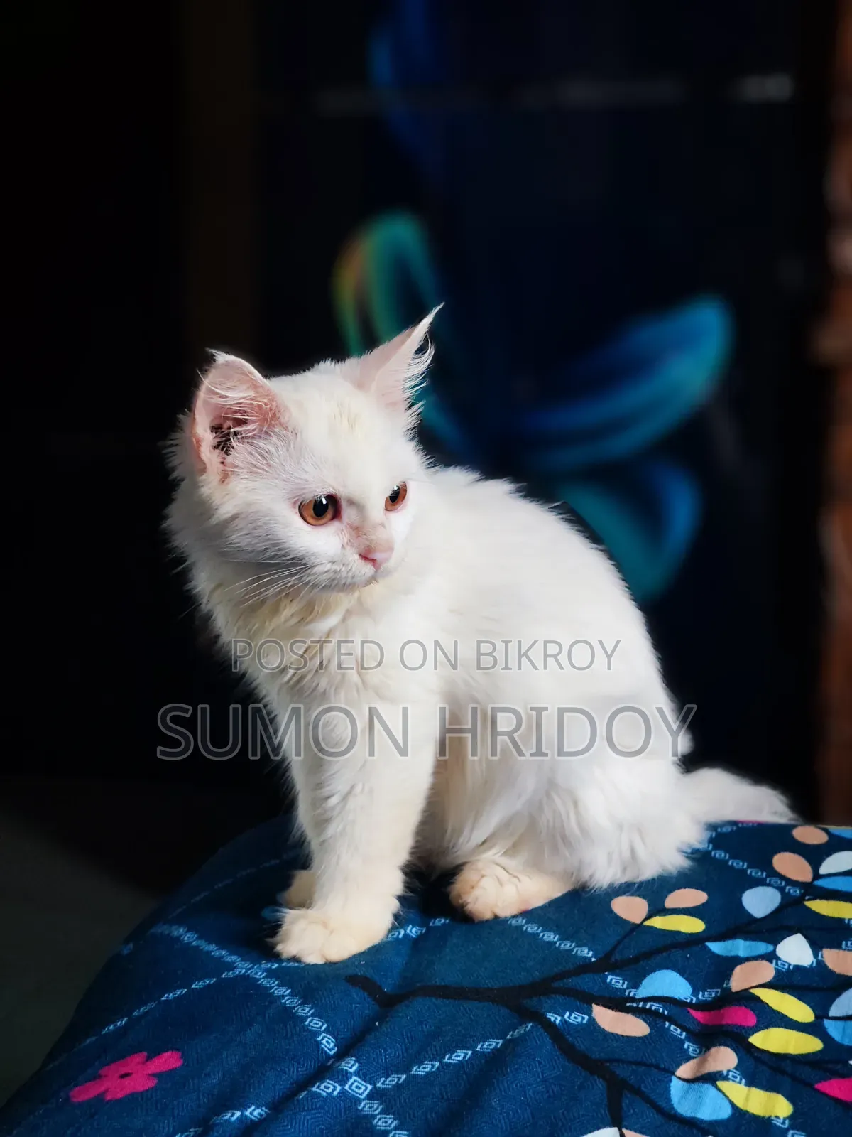 3-6 months Female Mixed Breed Persian
