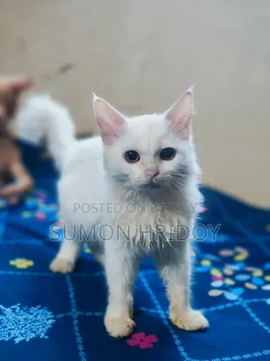 3-6 months Female Mixed Breed Persian