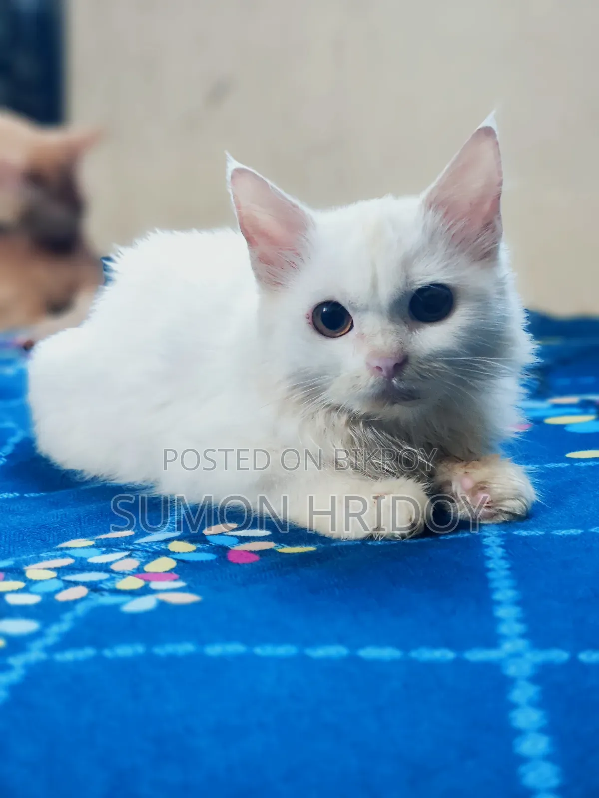 3-6 months Female Mixed Breed Persian