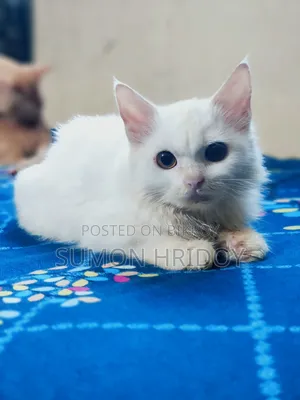 3-6 months Female Mixed Breed Persian