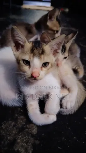 1-3 Months Male Purebred Bengal for free