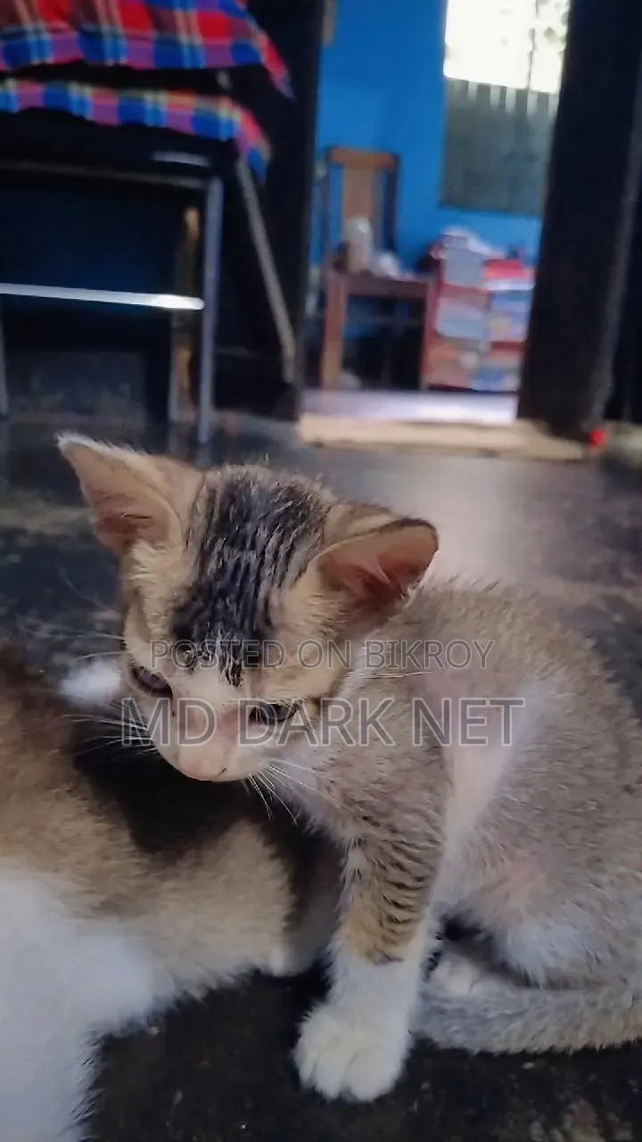 ১-৩ মাসের পুরুষ বিশুদ্ধ জাতের বেঙ্গল বিড়াল ফ্রি