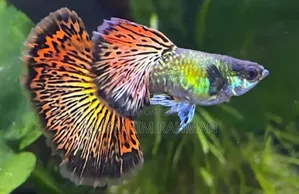 আরটিপি, রেড ড্রাগন গাপ্পি বেবি সেল হবে