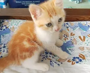 1-3 months Male Mixed Breed Persian Cat