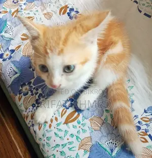 1-3 months Male Mixed Breed Persian Cat