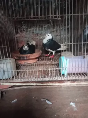 Gara Pair With Eggs For Sale